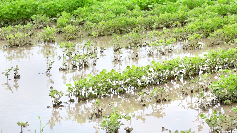 Flooding takes its toll on district farmers key image