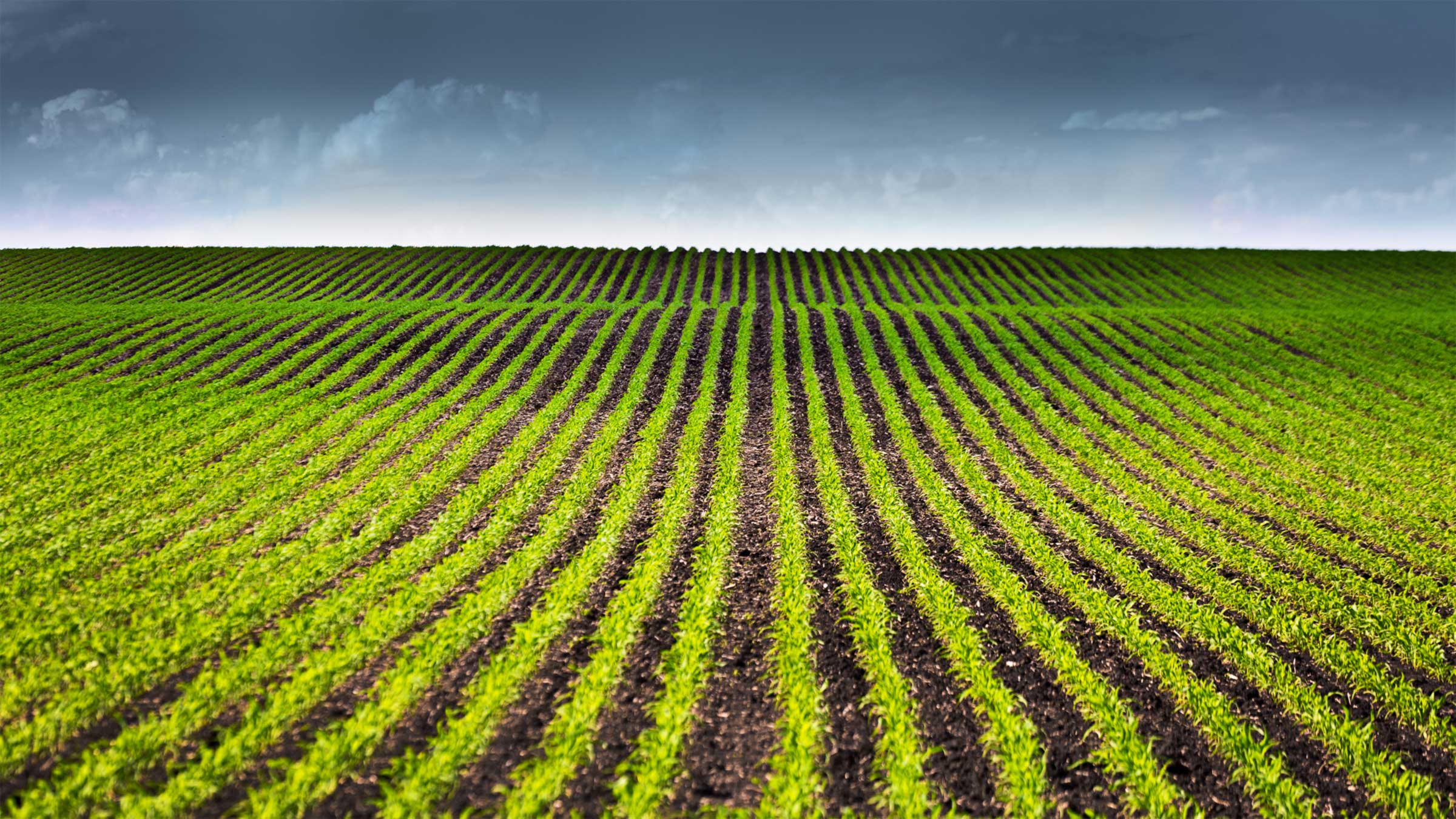 Farmer's field with a potentially threatening sky on the horizon