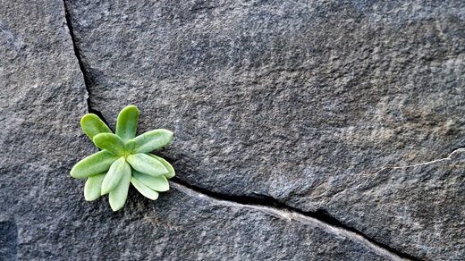 A succulent growing out of a crack in the ground