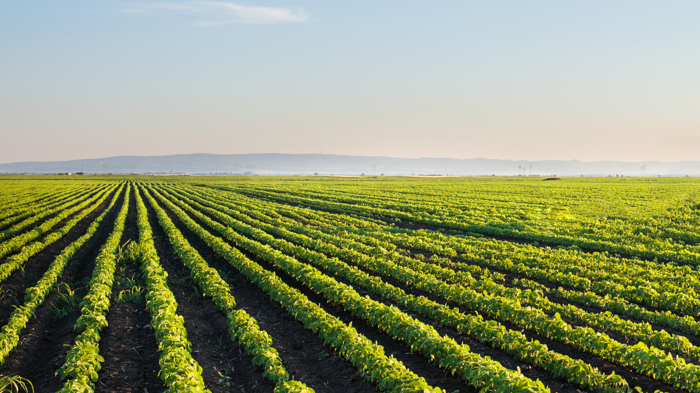 Farming field in the spring