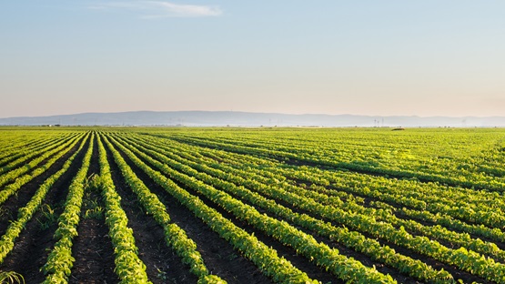 Farming field in the spring