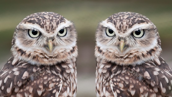 Two identical owls with pale yellow eyes and brown and white spots facing each other