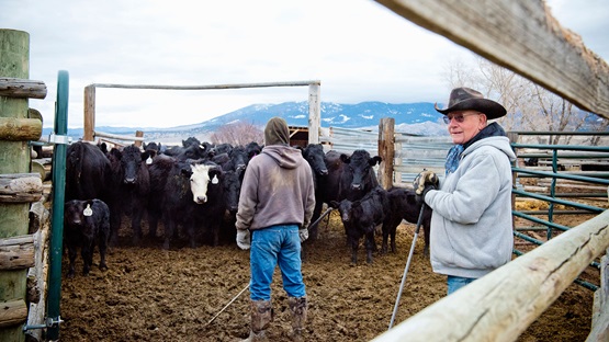 Farmers herding cattle in a pen