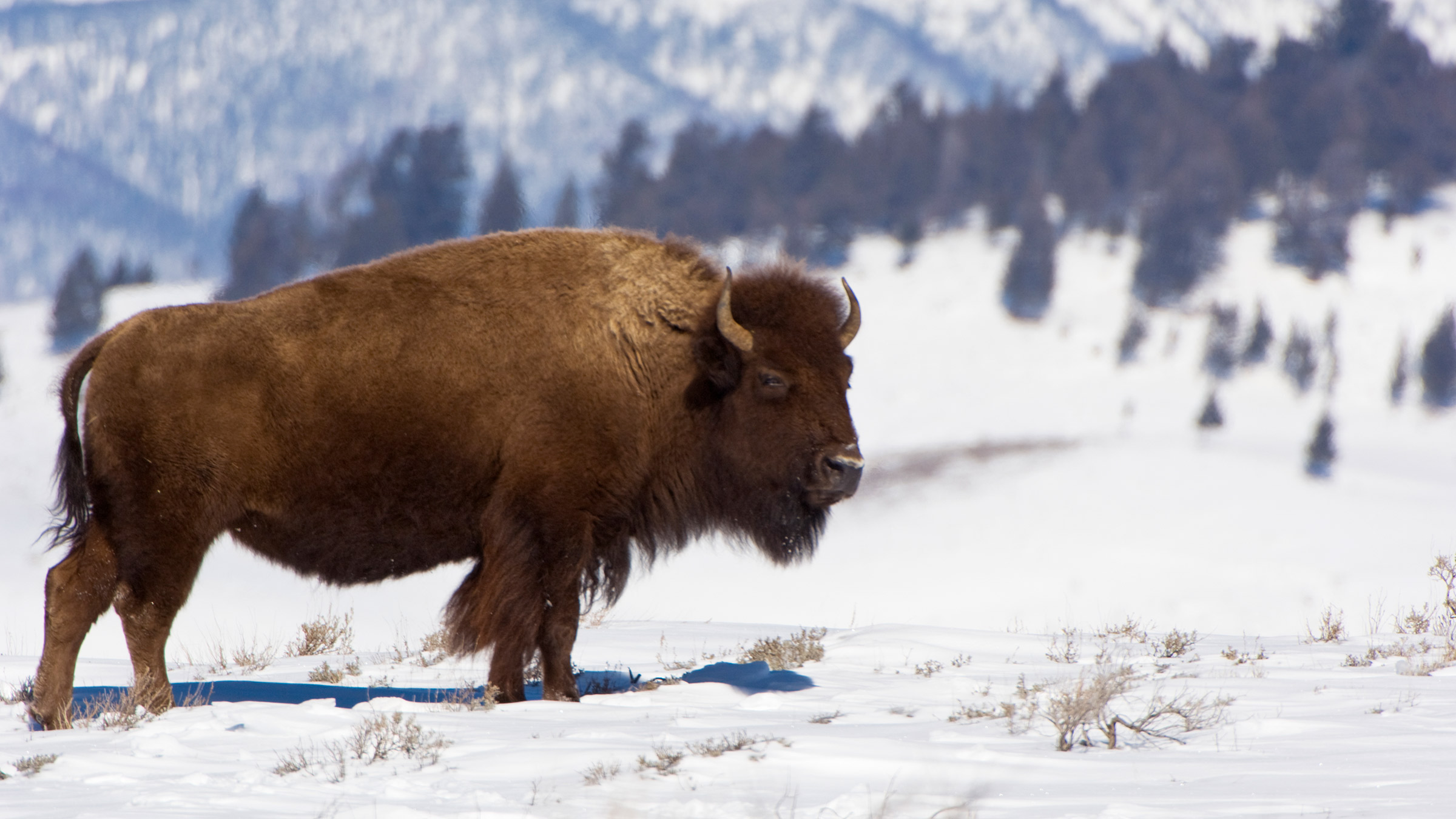 Buffalo standing in a snowy mountain range