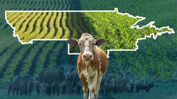 Beef cow transposed over rows of soybeans and corn