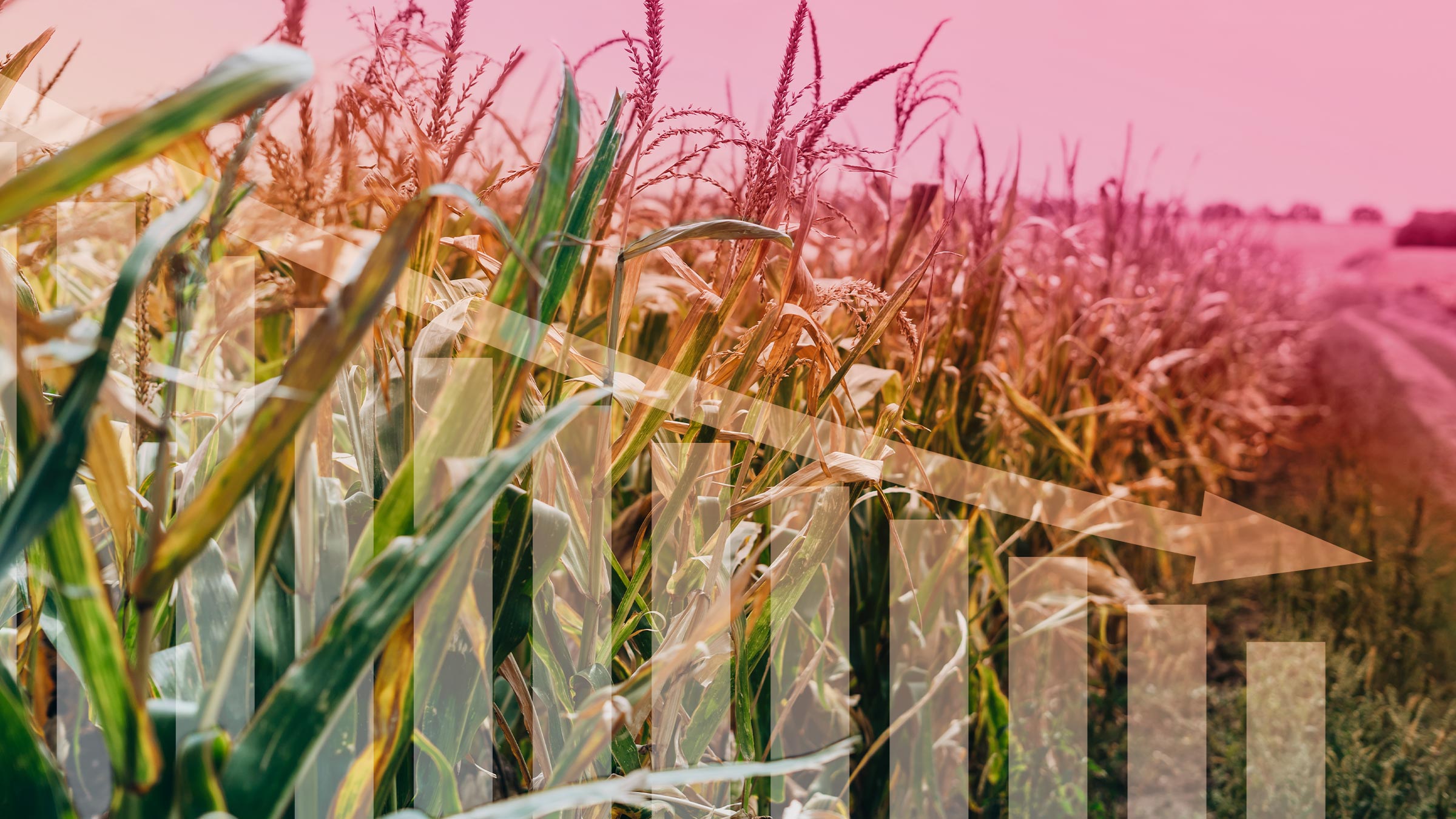 A declining graph overlaid on an image of a cornfield