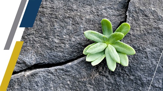 Institute research conference key image--succulent growing out of crack in stone