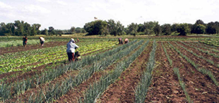Field