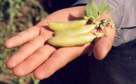 Sugar snap peas