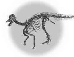 dinosaur skeleton cast