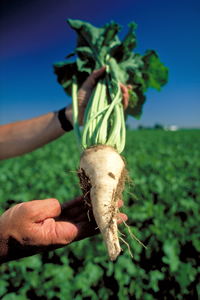 Photo: Sugar Beet