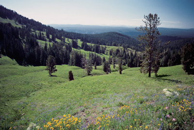 Yellowstone Park