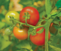 Tomatoes