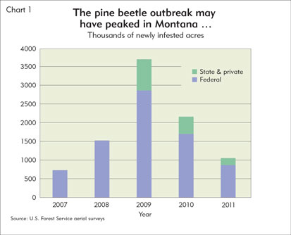 The pine beetle outbreak may have peaked in Montana...