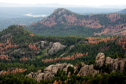 The bark beetle epidemic has marched across the Black Hills ...