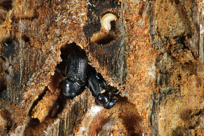 Mountain pine bark beetles and larvae infest a pine tree.