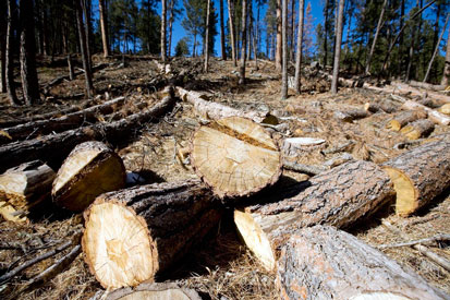 Logging crews “cut and chunk” trees to evict the beetles.