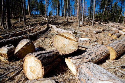 Logging crews &ldquo;cut and chunk&rdquo; trees to evict the beetles.