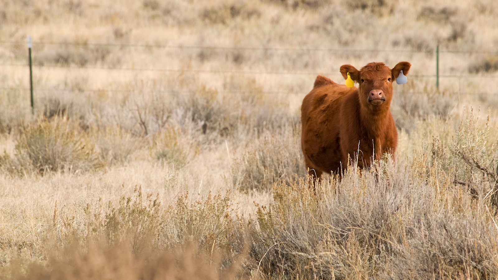 Brown cow in a dried pasture