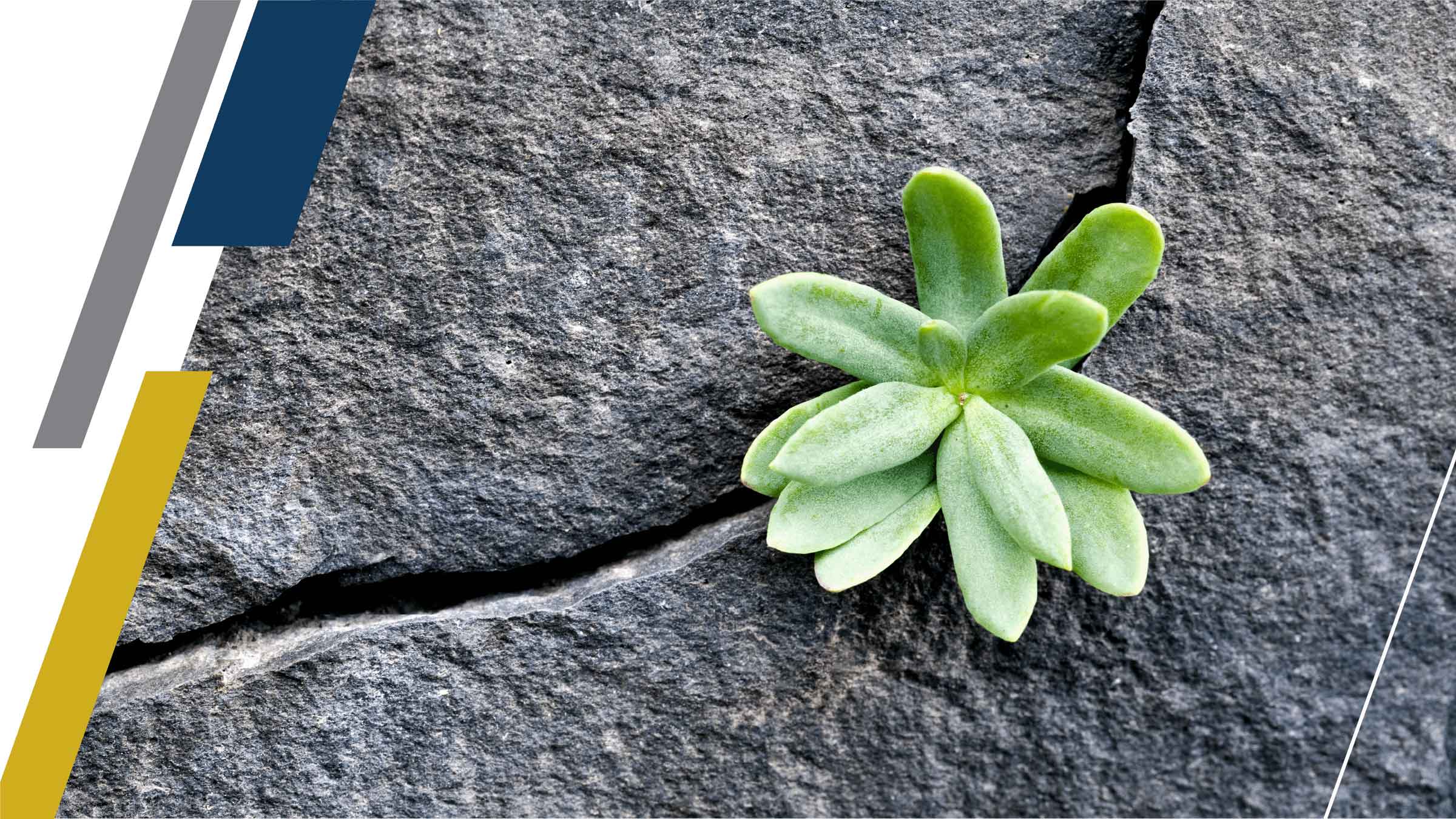 Institute research conference key image--succulent growing out of crack in stone