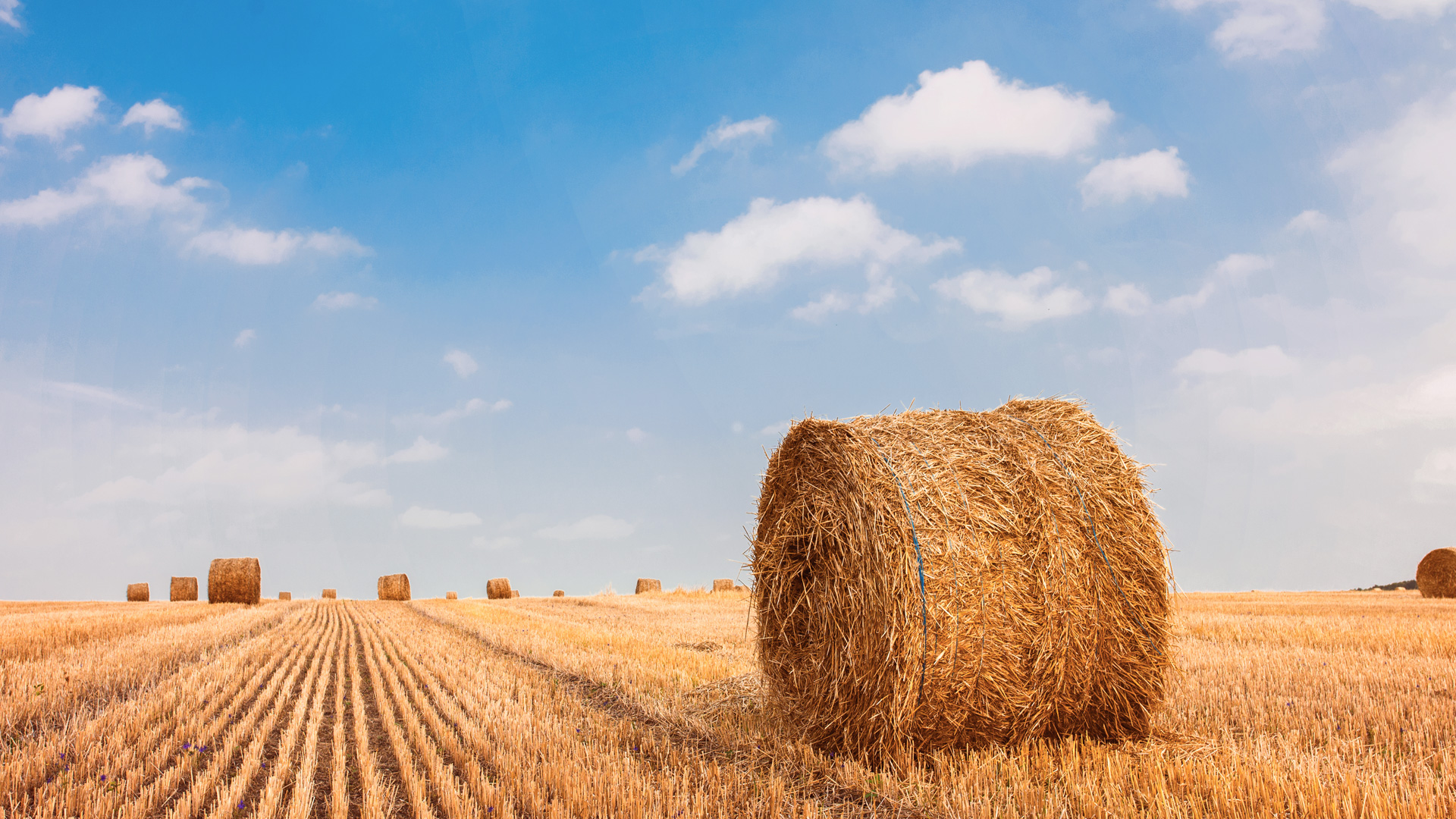 Hay bale in field